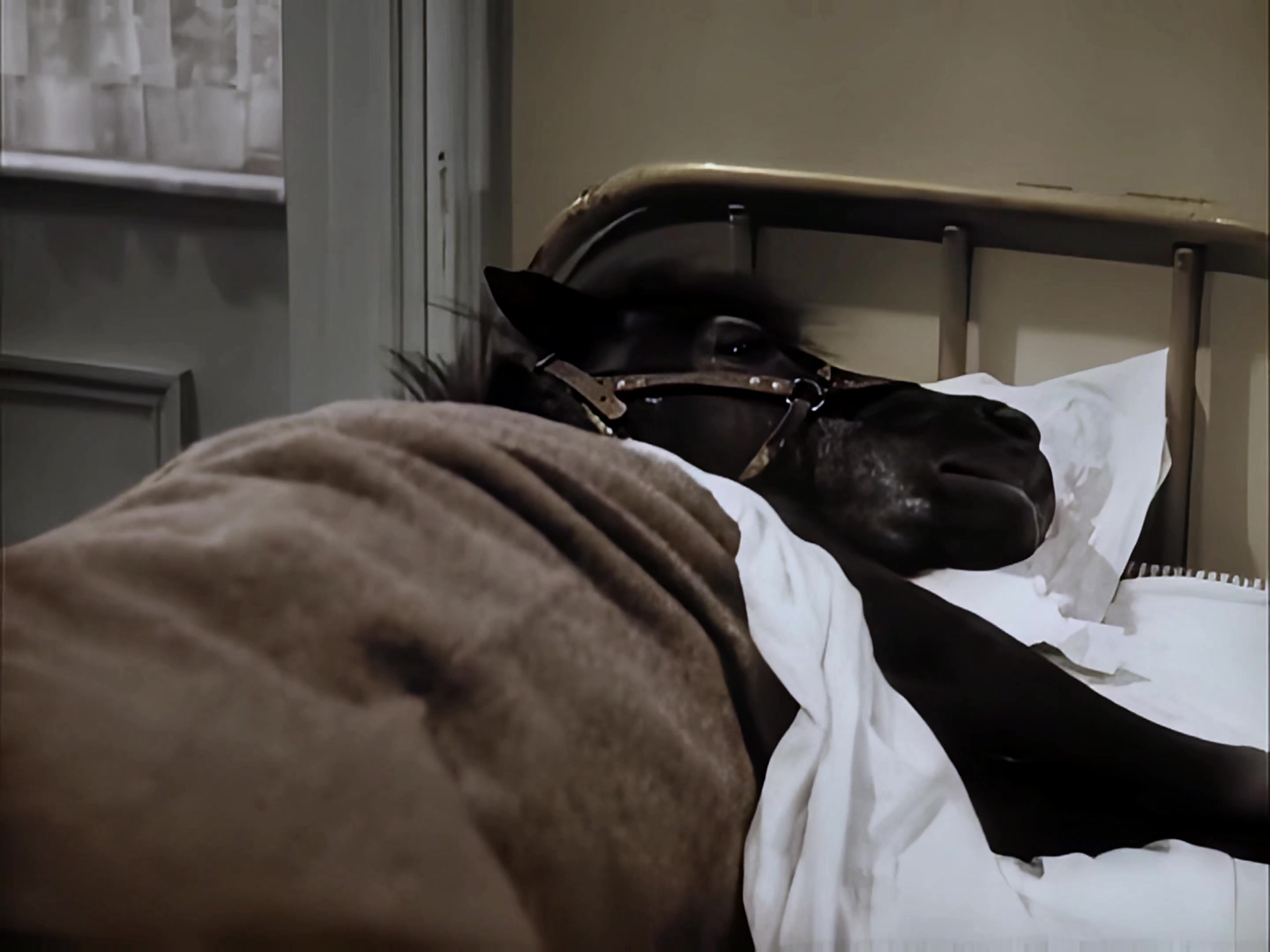 1935 卷毛头.mkv_20250413_110054.079.jpg