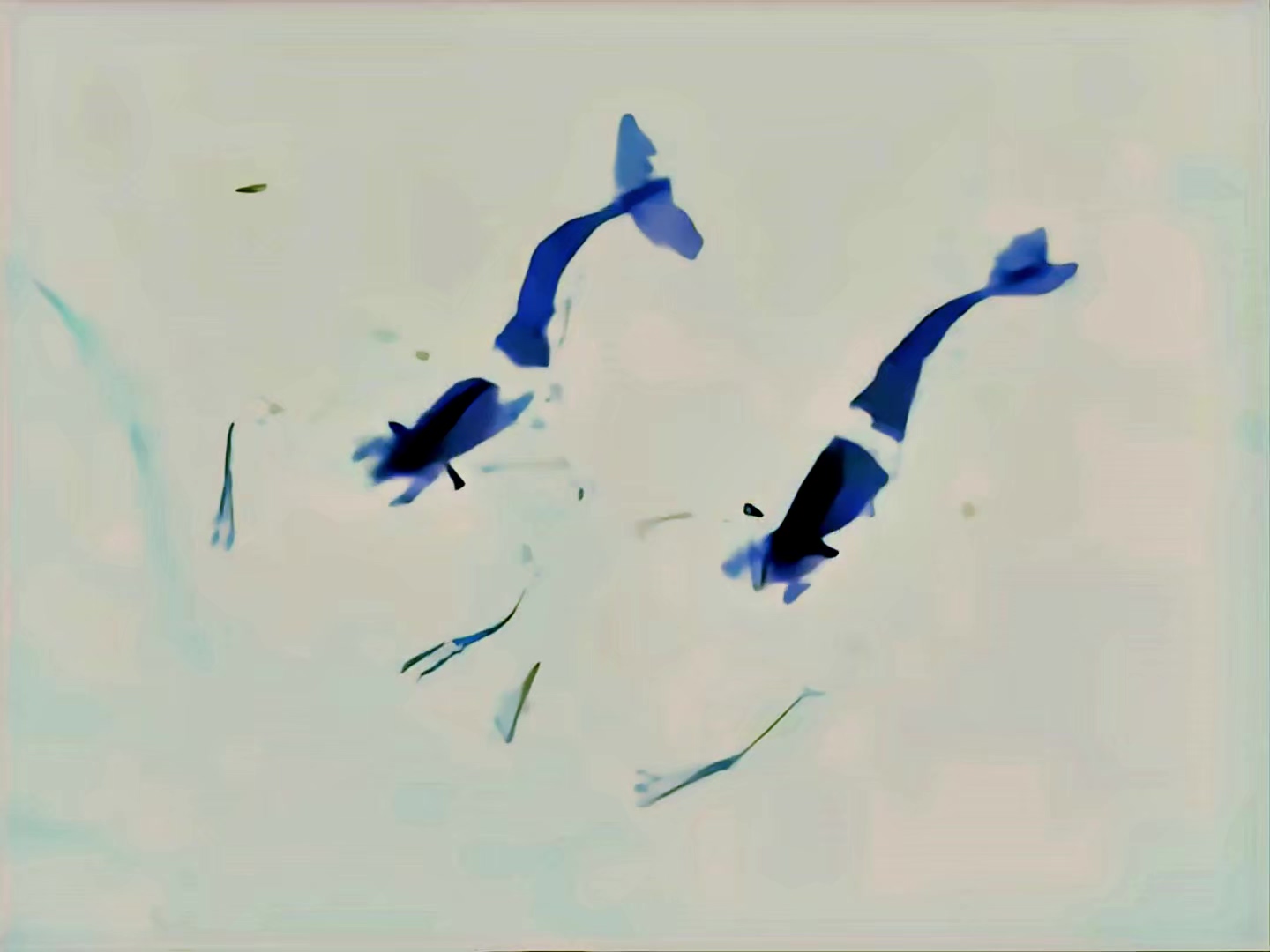 1960 水墨动画.mp4_20250512_203543.563.jpg