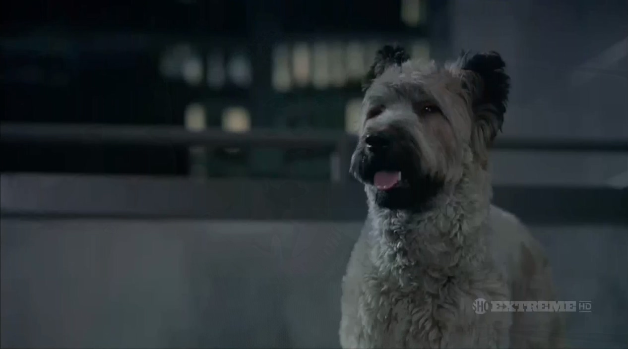 功夫神犬 (2006) 720p [AAC, AC3] [zho, eng] h264.mkv_20250526_230650.998.jpg