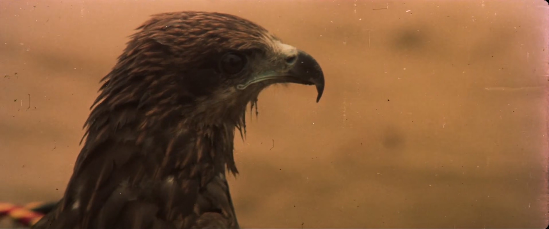 大地飞鹰.Big.Land.Flying.Eagles.1978.CHINESE.1080p.WEBRip.x265-VXT.mkv_20250707_.jpg