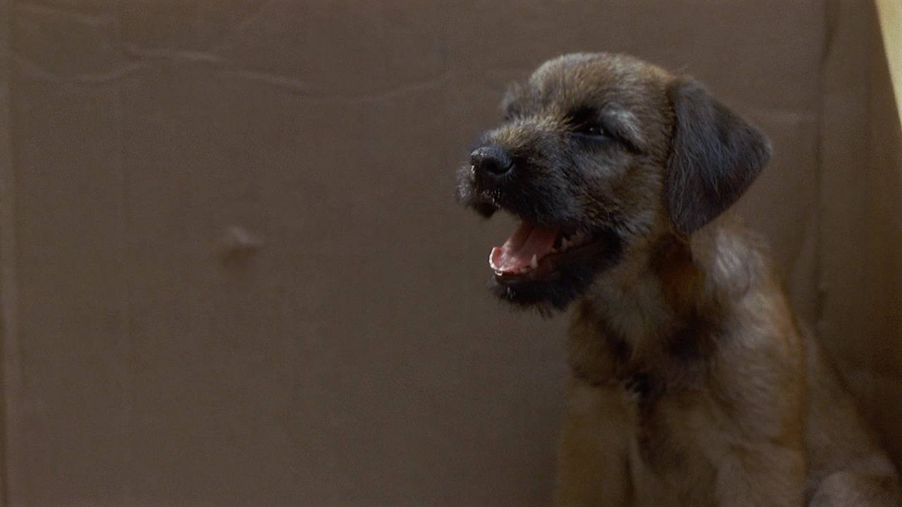 飞越童真3.Look Who's Talking Now.1993.2Audio.CN.mkv_20250710_123324.692.jpg