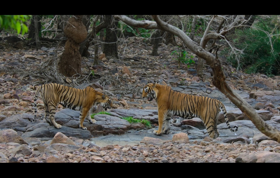 03-老虎崛起 (6).jpg