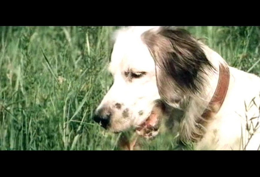 13-白比姆黑耳朵 (3).jpg