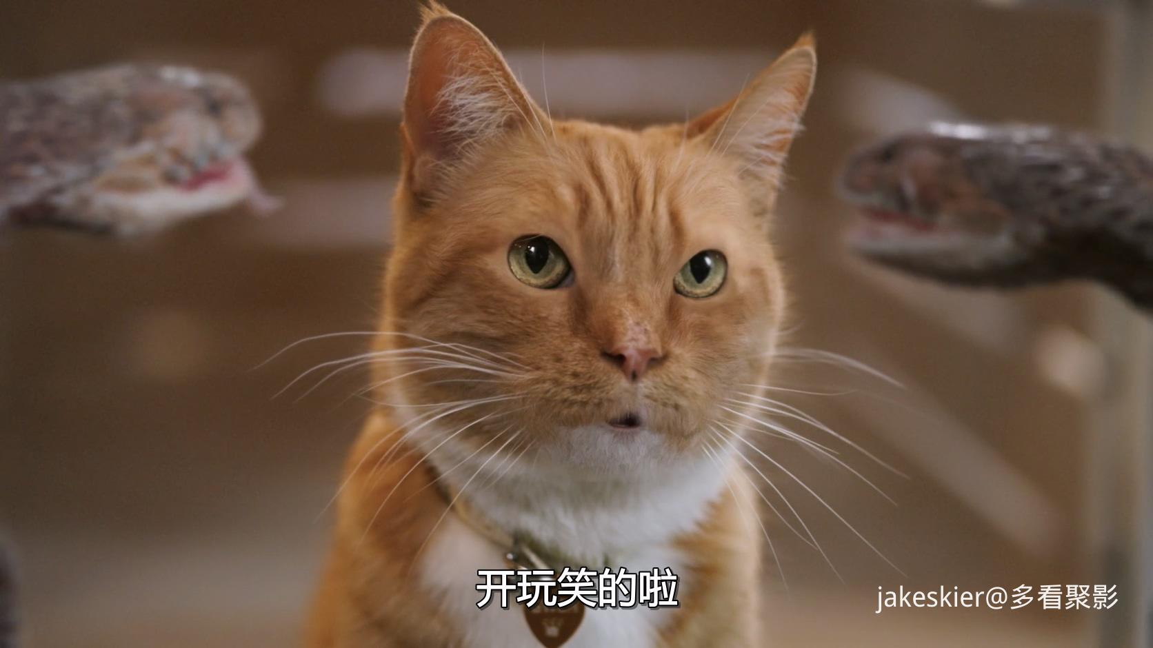 2020.猫狗大战3：爪爪集结！(满屏版84分钟).1080P.英语中字.mkv_20250821_010133.089.jpg