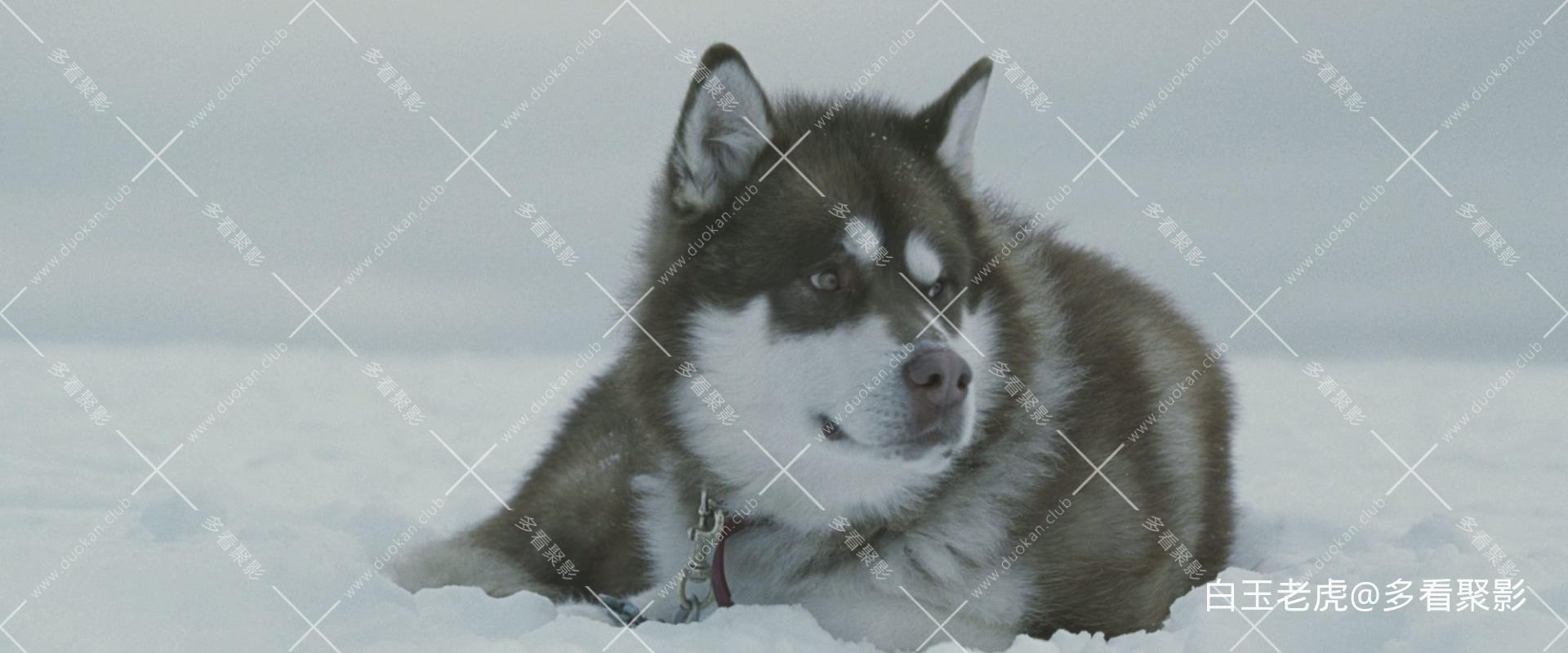 Eight.Below.2006.BluRay.1080p.2Audio.DTS-HD.MA5.1.x265.10bit-ALT.mkv_20250927_11.jpg