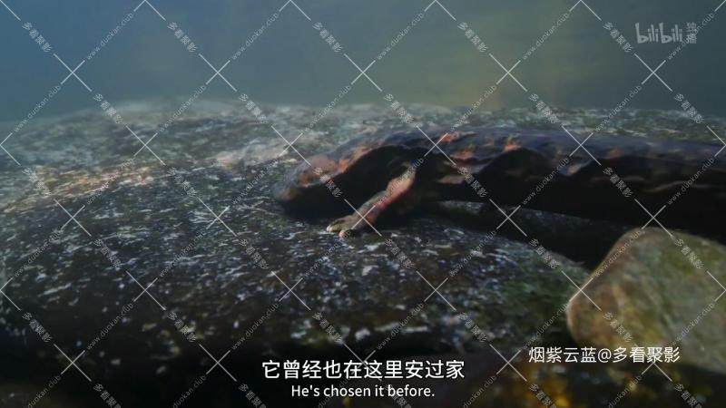 04 淡水情缘.mp4_115生活(曾用名“115网盘”)_数字生活平台_1766379150130.png