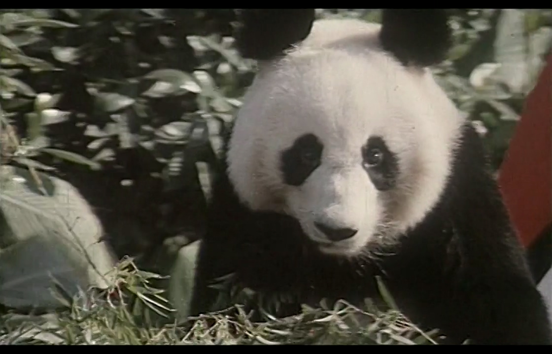 JiaoJiaoXiaoJie.mp4_000122.319.jpg
